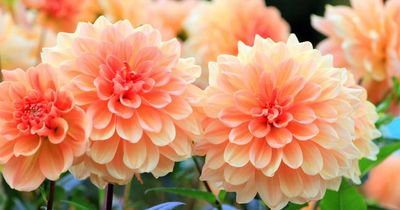 Even the toughest have their limits