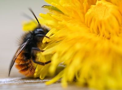 Weeds May Be a Better Friend to Pollinating Insects Than We Assume