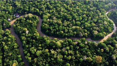 Amazon rainforest | The scramble to save the planet’s lungs