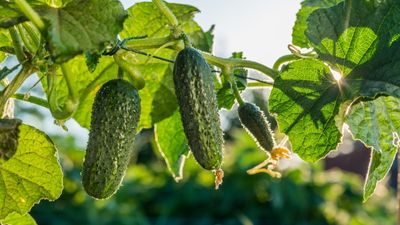 Why are my cucumbers turning yellow? 7 reasons fruits are the wrong color and how to fix it