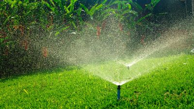 Is it bad to water your lawn at night? Here’s what the experts say