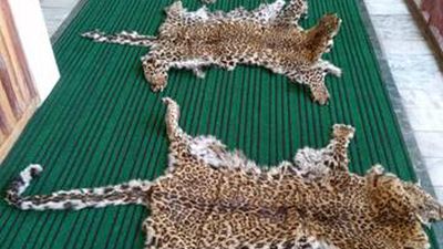 Wildlife trade | DRI officials seize four leopard skins in J&K, eight arrested