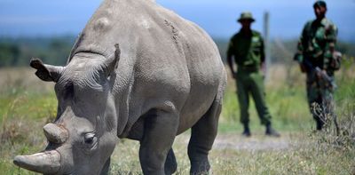 How to grow rhinos in a lab: the science that could save an endangered species