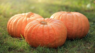 When and how to fertilize pumpkins – expert tips for giving the right nutrients at the right time