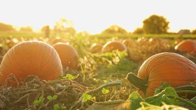 When and how to fertilize pumpkins – expert tips for growing bigger and brighter crops