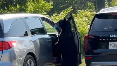 Watch Bear Climb Into Kia Telluride, Honda Odyssey In Search Of Tasty Meal