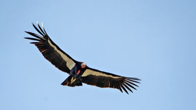 Where can I see a California condor in the wild?