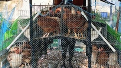 Horticultural therapy and cattle rearing give a new life to care-home residents