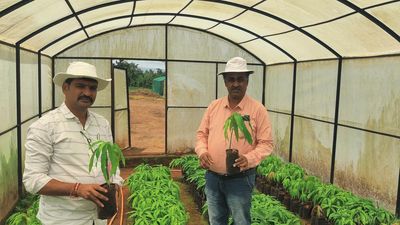 A garden of exotic fruits, medicinal plants in a model nursery and training centre in Khanapur