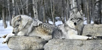 International Wolf Day: Why Canadians are no longer afraid of the 'big bad wolf'