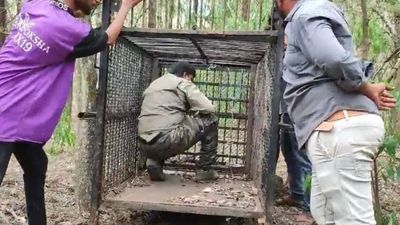 TTD imposes curbs on ghat roads and pedestrian routes following leopard attack at Tirumala