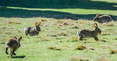 What to do with our rabbit-infested, neglected hill?
