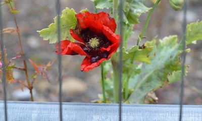 Country diary: Thistles and poppies among the hard hats and concrete