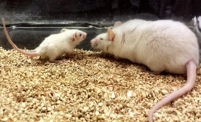 Scientists extend mice lives by connecting their blood to young ones