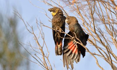 Endangered glossy black cockatoo being lured to South Australian mainland with 20,000 trees