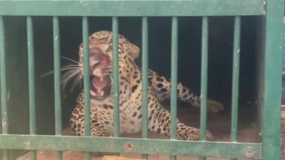 Leopard that mauled girl to death on Tirumala footpath captured