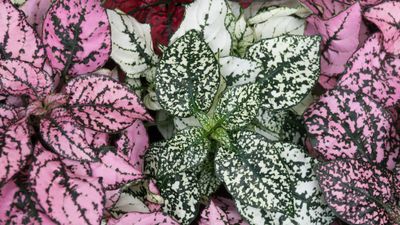 How to propagate polka dot plants