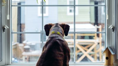 Want to stop your dog barking at the window? Canine trainer reveals an easy peasy training tip