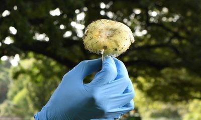 Victorian woman at centre of suspected mushroom poisoning says she also went to hospital after eating meal