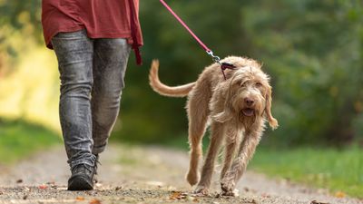 Trainer shares five simple loose leash walking tips to stop pulling in its tracks