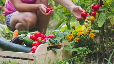 7 mistakes to avoid when growing vegetables