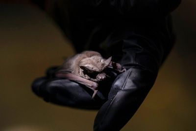 “We’d lose one after the next”: Texas bats face a pandemic of their own