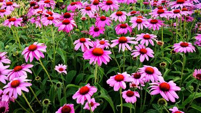 Best coneflower varieties – 15 pretty echinaceas for versatile daisy planting