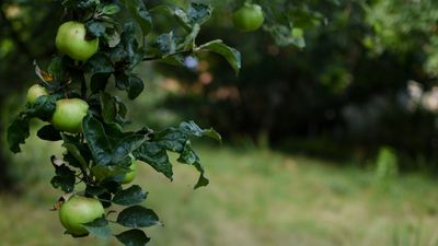 This viral buy makes clearing up fallen fruit from your backyard trees so much quicker - and it's less than $40