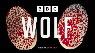 Wolf: who’s playing who in the BBC crime drama of the summer