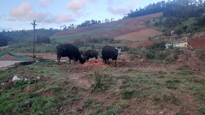 Lacking waste disposal mechanism, carrot-cleaning units in the Nilgiris attract wild animals into human settlements