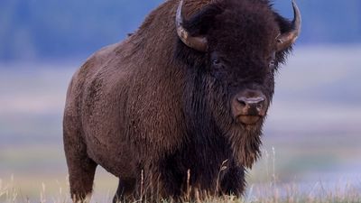 Giggling Yellowstone tourists stalk bison on boardwalk with children in tow