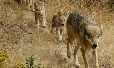 New pack of endangered grey wolves spotted in California