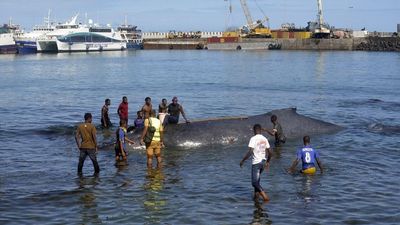 Rescuers in Grande Comore steer stranded baby whale back into open sea