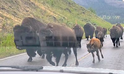 Watch: Yellowstone tourists face down 200 stampeding bison