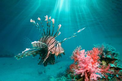 Why are lionfish so harmful to oceans?