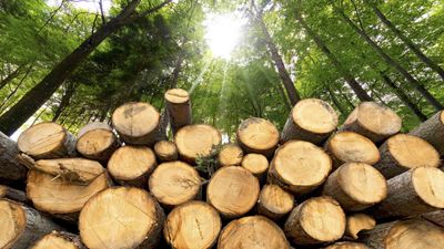 Global Freight Costs Settle as Lumber Prices Rise: Kiplinger Economic Forecasts
