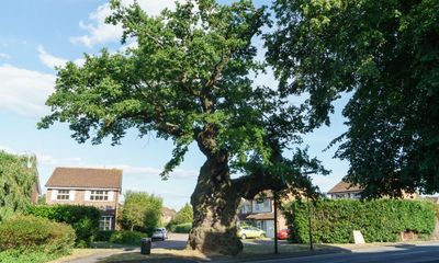 Urban trees in spotlight on Woodland Trust’s annual award shortlist
