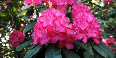 How to propagate rhododendron – expert ways to cultivate new plants