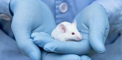 Science experiments traditionally only used male mice – here’s why that’s a problem for women’s health