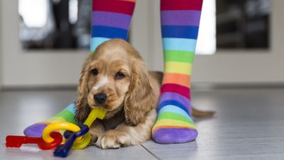 Are you playing with your dog right? Trainer reveals the best way to use toys — and it really surprised us!