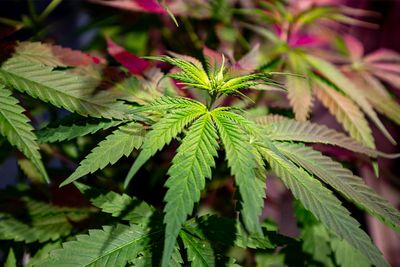 The hemp industry is at risk