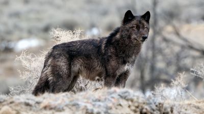 Yellowstone tourist rips off shirt and chases wolf through Lamar Valley