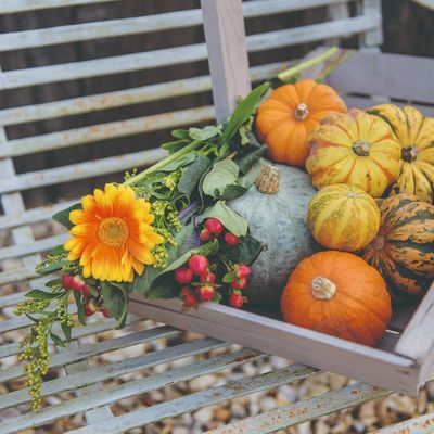 Do you want perfectly ripe pumpkins? Here's when to harvest, according to experts