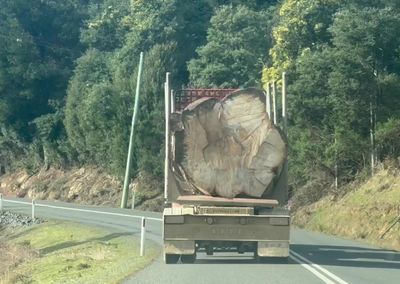 ‘National disgrace’: protest after tree estimated to be hundreds of years old cut down in Tasmania