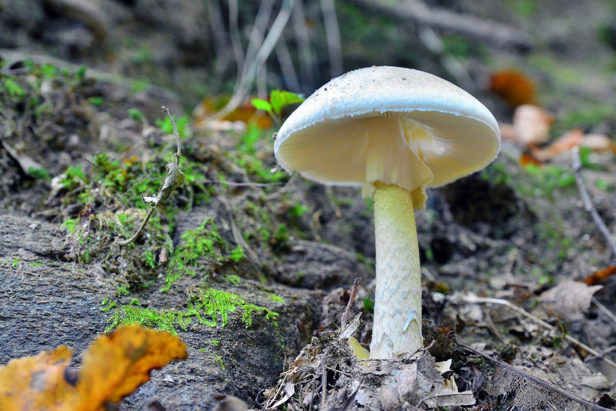 Death cap mushrooms: What are the symptoms of mushroom…