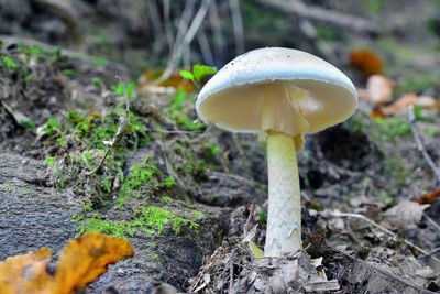Death cap mushrooms: What are the symptoms of mushroom poisoning?