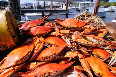 The importance of migrant labor in MD
