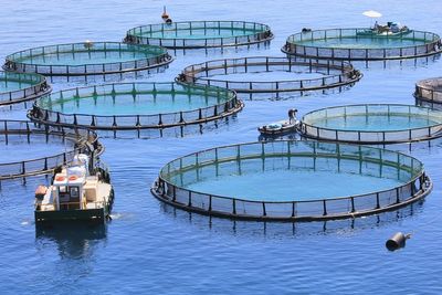 Is fish the new farming frontier for New Zealand?