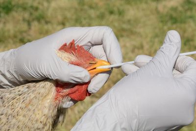 Scots told 'don't panic' as dead birds collected by PPE-clad workers