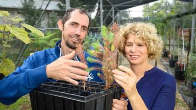 Study: Bacteria Can Help Trees Survive Drought